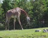 Girafe ( Parc Safari Hemmingford