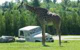 Girafe (  Parc Safari Hemmingford