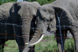 Éléphant D'afrique ( Parc Safari Hemmingford
