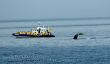 Rorqual à Bosse (Humpback Whale) 11 à 13 m. jusqu'à 16 m. 25  à 30 tonnes jusqu'à 35 tonnes
