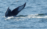 Rorqual à Bosse (Humpback Whale)