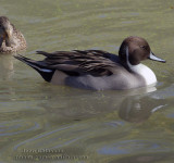 Canard Pilet (Northern Pintail