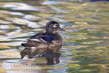 Canard Branchu ( Wood Duck