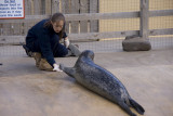 sealfeeding2sk.JPG