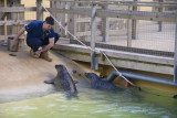 sealfeeding4sk.JPG