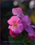 Wax Begonia