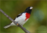 Another Rose-Breasted Grosbeak