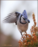 Bluejay.jpg