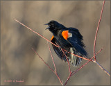 RedWinged Blackbird
