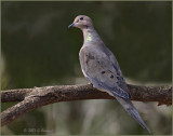 Mourning-Dove.jpg