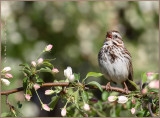 Bird amd Blooms