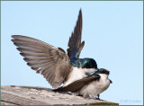 Tree Swallows Mating