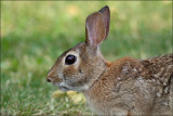 Yard Bunny