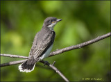 Eastern Kingbird Fledgling