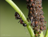 Aphid Guardian