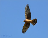 Northern Harrier