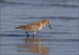 Bairds Sandpiper