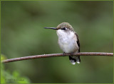 Migrant at Rest