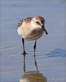 Semipalmated Sandpiper