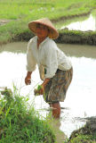 Hard work at the rice fields