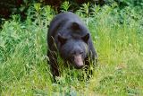 Black Bear