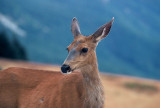 Deer #2  Hurricane Ridge
