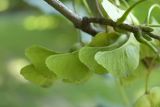 Green.jpg