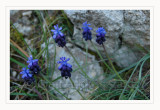 Muscari atlanticum