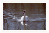 Swan - Cigno (Cygnus cygnus)