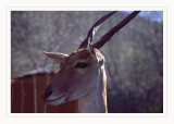  Kudu minore (Tragelaphus imberbis)