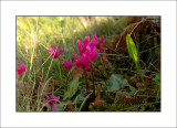 Cyclamen aspecies