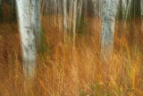 Spirits Of The Woods