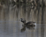 Piedd-billed Grebe. IMG_6703.jpg