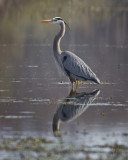 Great Blue Heron. IMG_7282.jpg