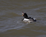 Red-breasted Merganser IMG_6864.jpg