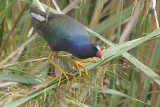 Purple Gallinule