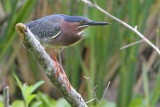 Green Heron