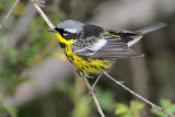 Magnolia Warbler