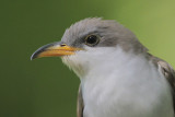 Yellow-billed Cuckoo