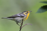 Blackburnian Warbler