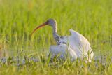 White Ibis