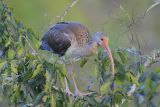 White Ibis