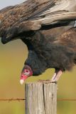 Turkey Vulture