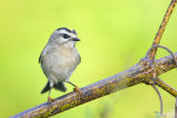 Golden-crowned Kinglet