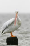 American White Pelican