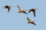 Mottled Duck