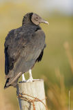 Black Vulture