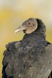 Black Vulture