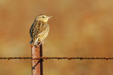 Eastern Meadowlark