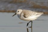 Sanderling